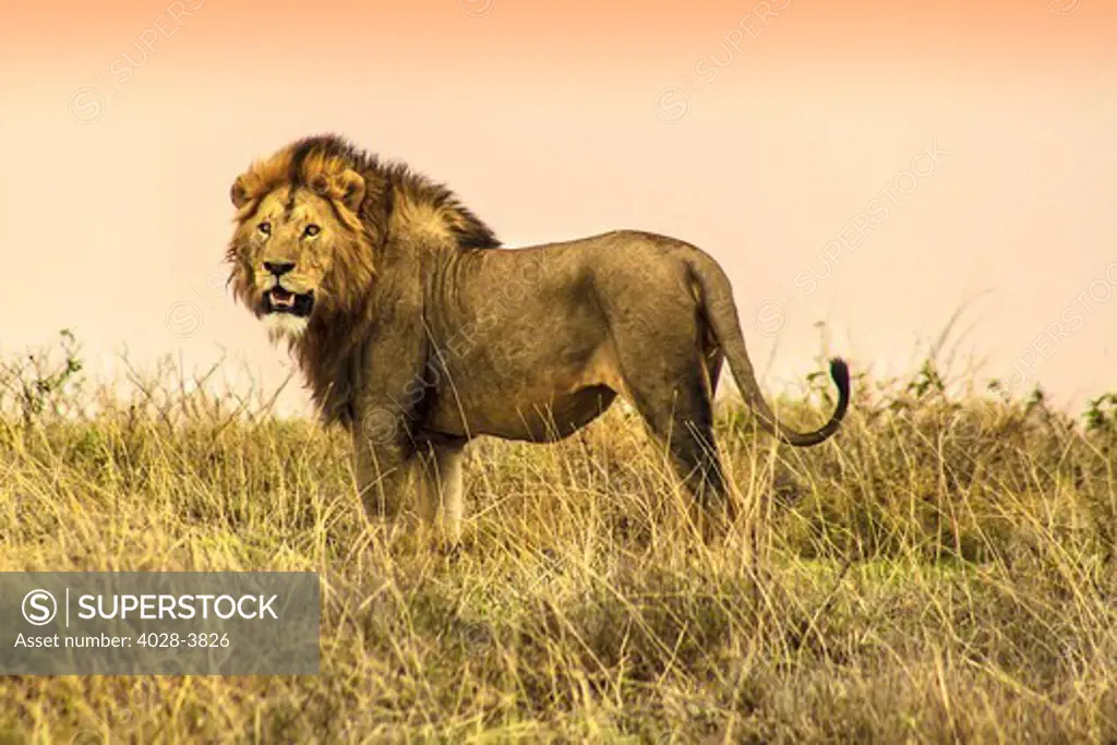 Tanzania, Ngorongoro Crater, Close up of a male lion (Panthera leo) as he scans the horizon for prey at sunset