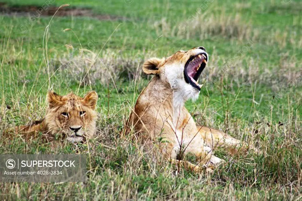 Tanzania, Ngorongoro Crater, a lioness (Panthera leo) growls next to her male cub while laying in the grass on the open plains of the crater