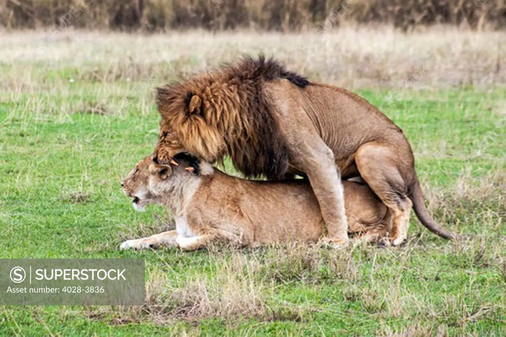 Tanzania, Ngorongoro Crater, a male lion (Panthera leo) roars and bites the neck and head of a lioness as they mate on the open plains of the crater