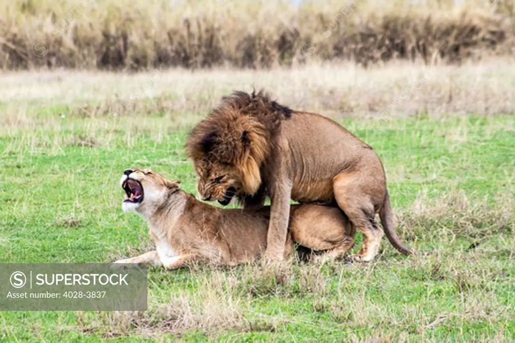Tanzania, Ngorongoro Crater, a male lion (Panthera leo) and a lioness roar and snarl as they mate on the open plains of the crater