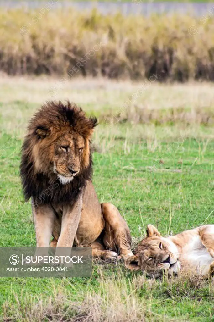 Tanzania, Ngorongoro Crater, a lioness (Panthera leo) rests next to a male lion after mating