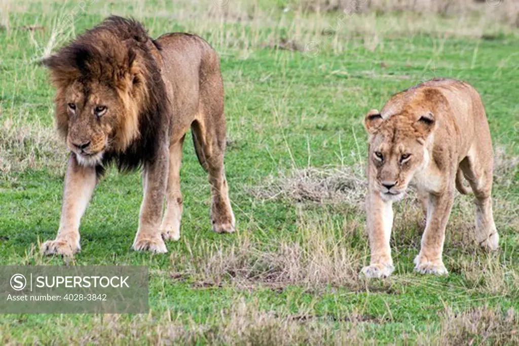 Tanzania, Ngorongoro Crater, a Male and lioness (Panthera leo) walk side by side on the open plains of the crater