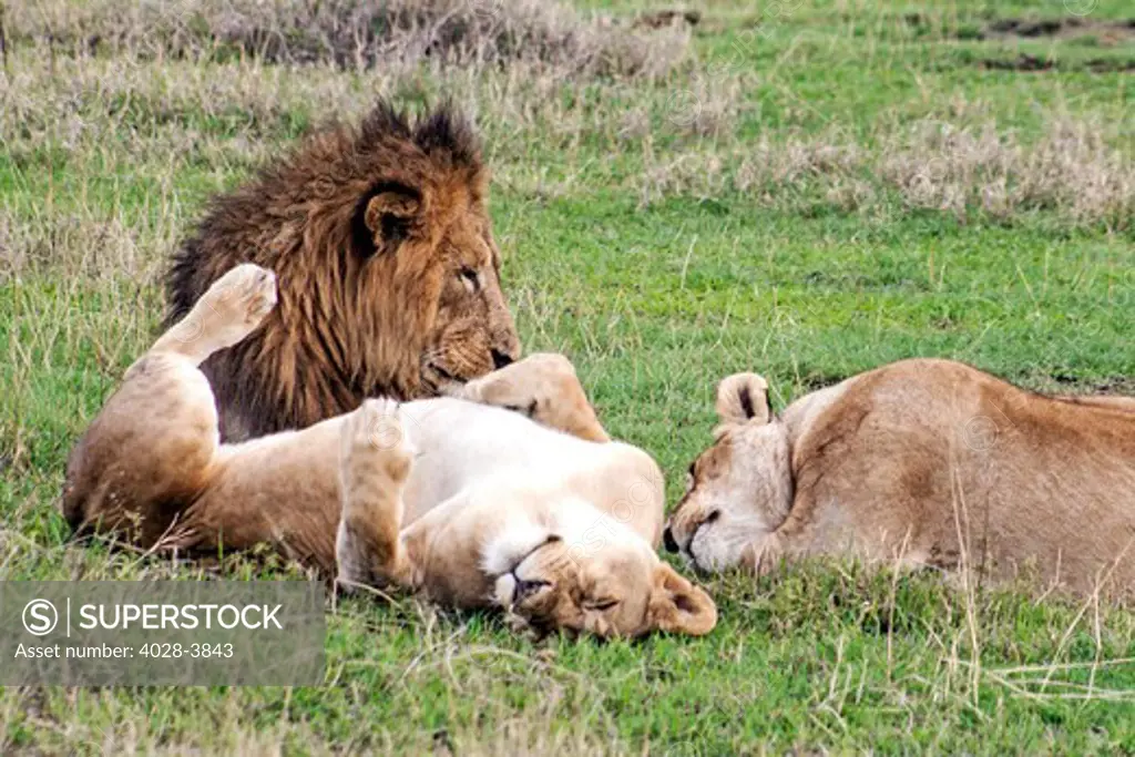 Tanzania, Ngorongoro Crater, two lioness (Panthera leo) rest next to a male lion on the open plains of the crater