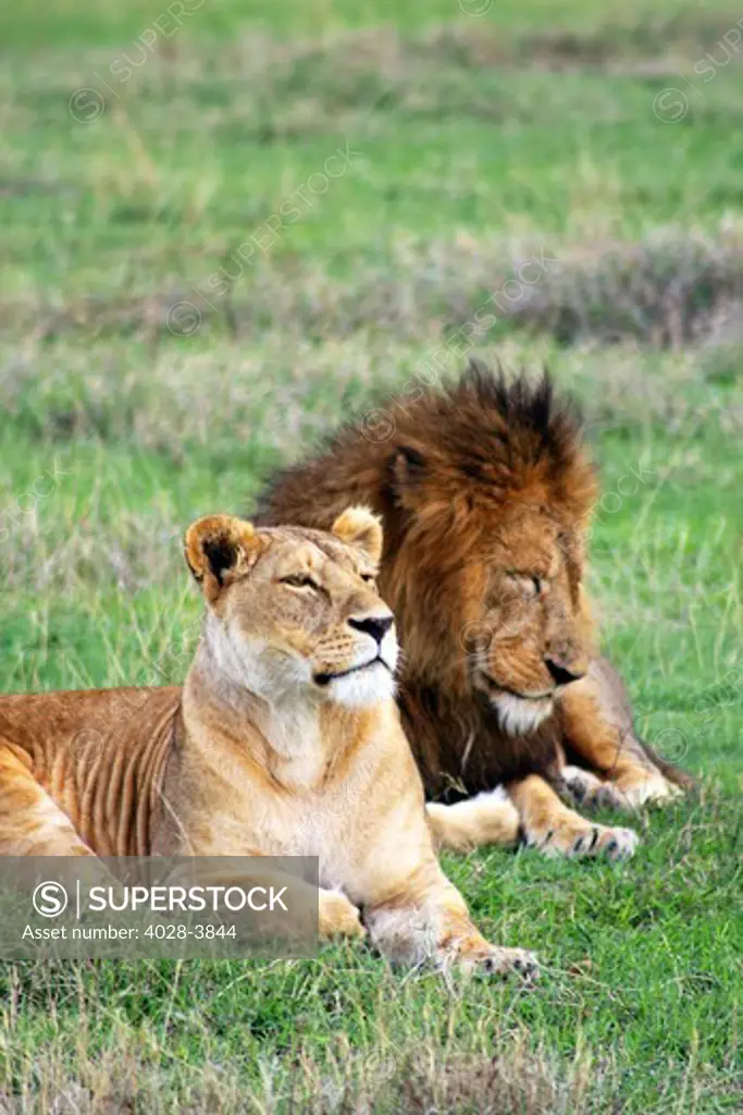 Tanzania, Ngorongoro Crater, a lioness (Panthera leo) rests next to a male lion after mating