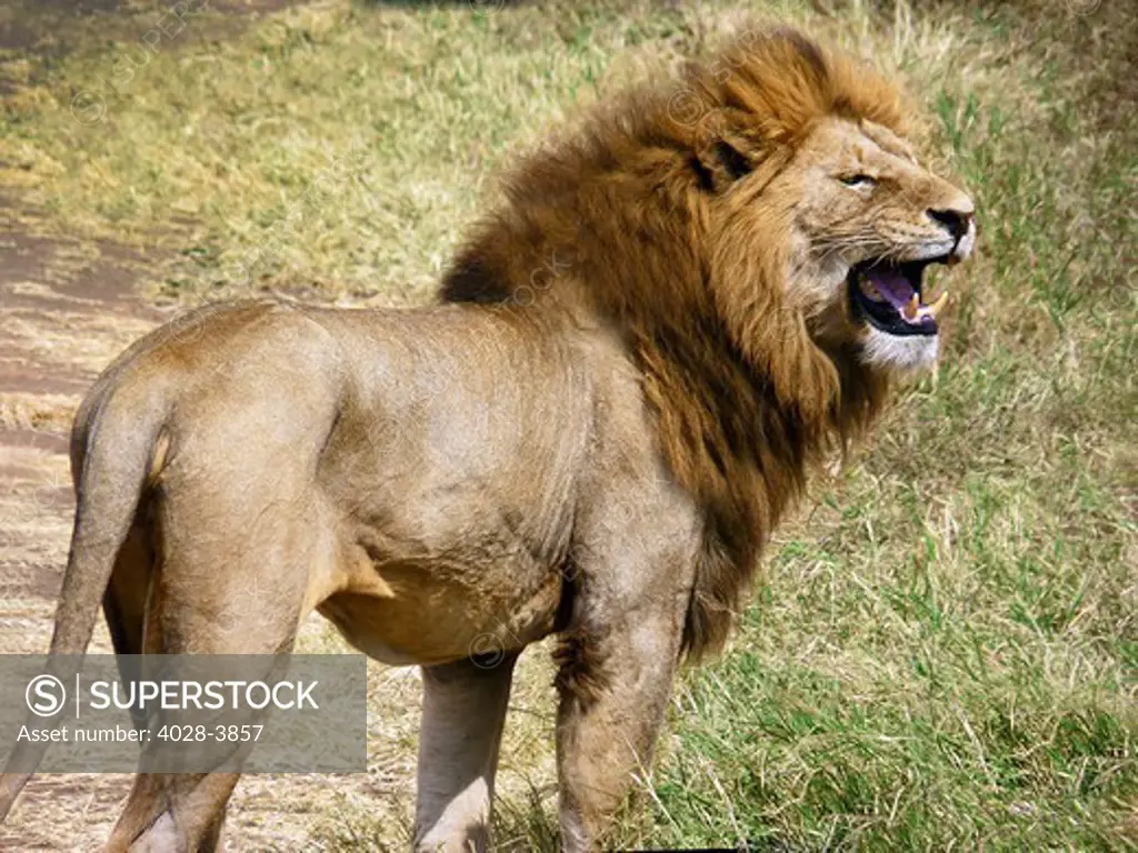 Tanzania, Ngorongoro Crater, Close up of a male lion (Panthera leo) as he stalks his prey