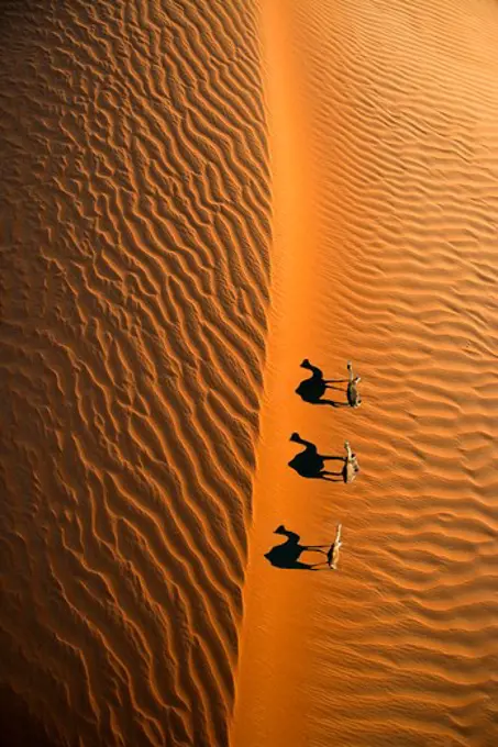 Aerial view of a  line of camels casting shadows while walking in the Arabian Desert near the city of Dubai, United Arab Emirates