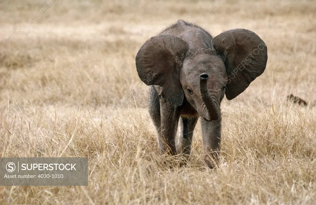 Baby Elephant Charging, South Africa