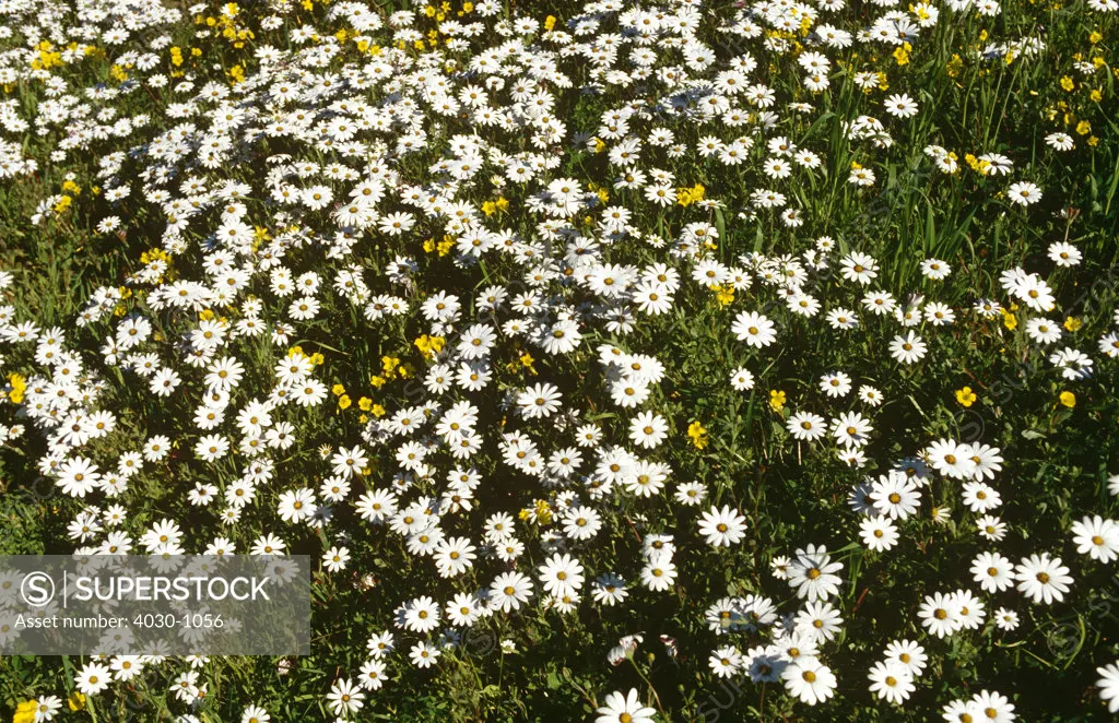 Spring Daisies, Namaqualand, West Coast, South Africa