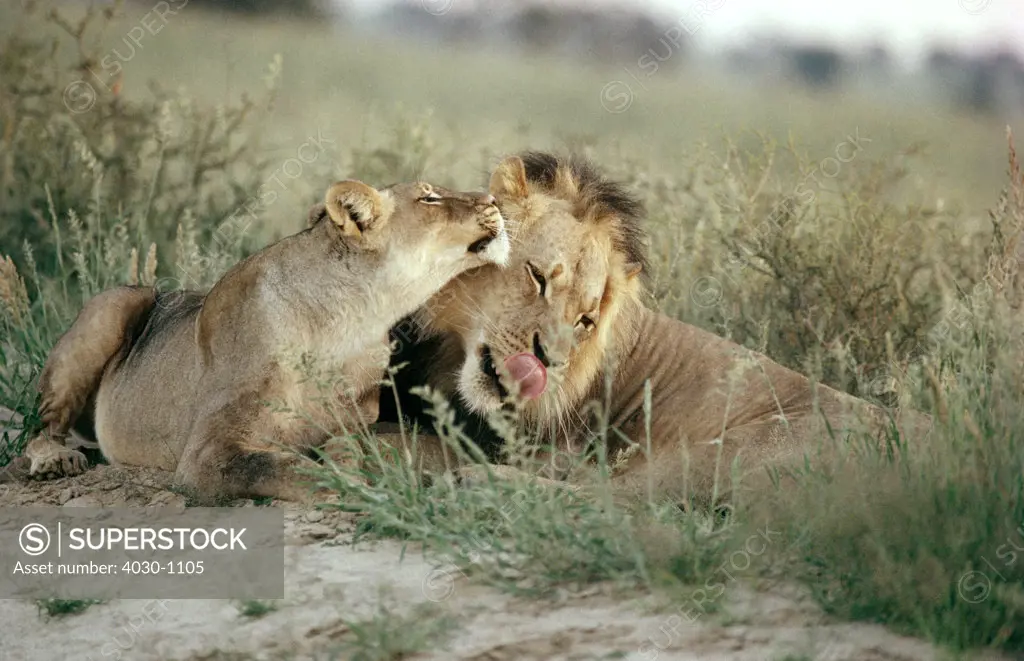 Lions Grooming, Kgalagadi Transfrontier Park, South Africa