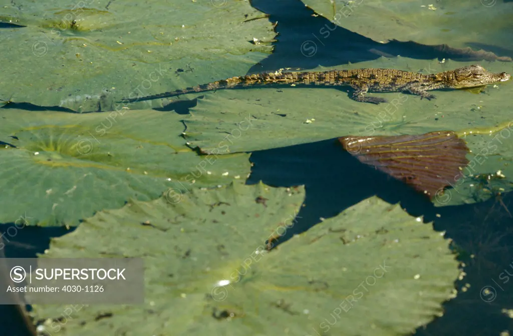 Nile Crocodile on Water Lily