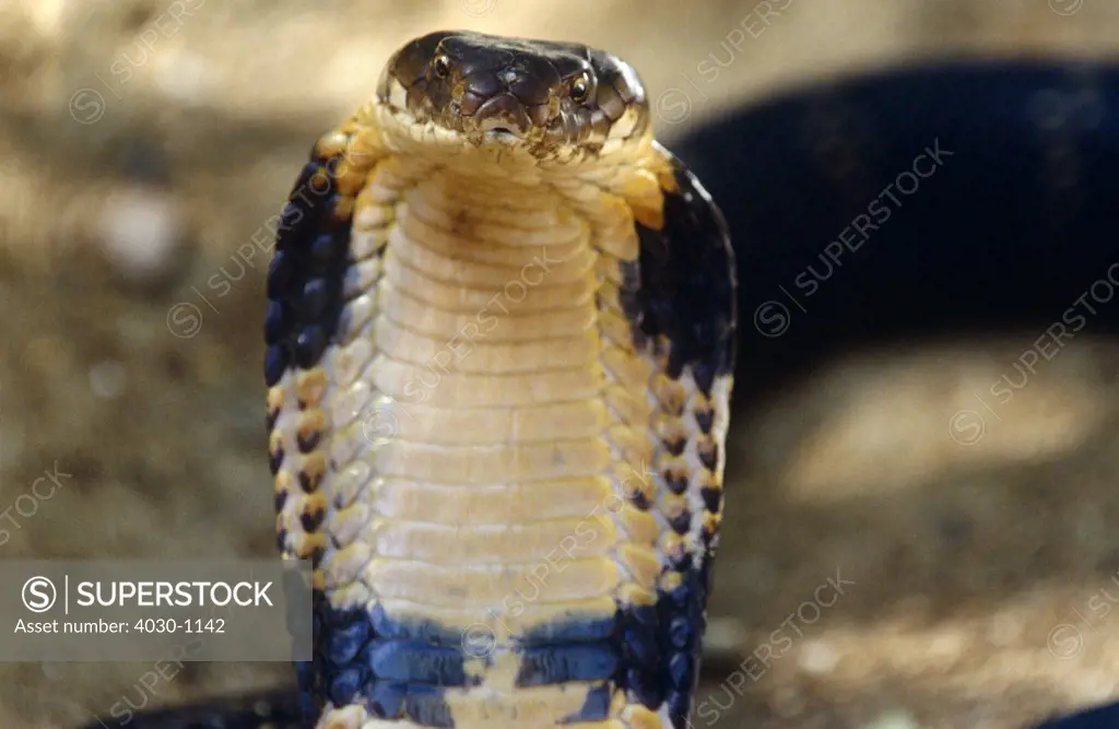 Cobra, India