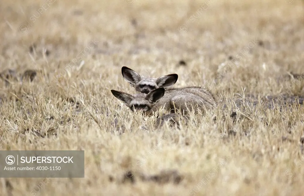Bat-Eared Foxes, Kgalagadi Transfrontier Park, South Africa