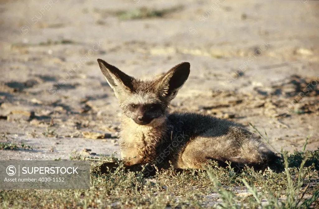 Bat-Eared Fox, Kgalagadi Transfrontier Park, South Africa
