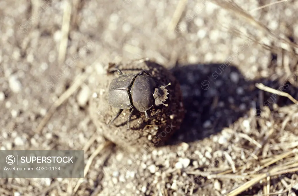 Dung Beetle, Kgalagadi Transfrontier Park, South Africa