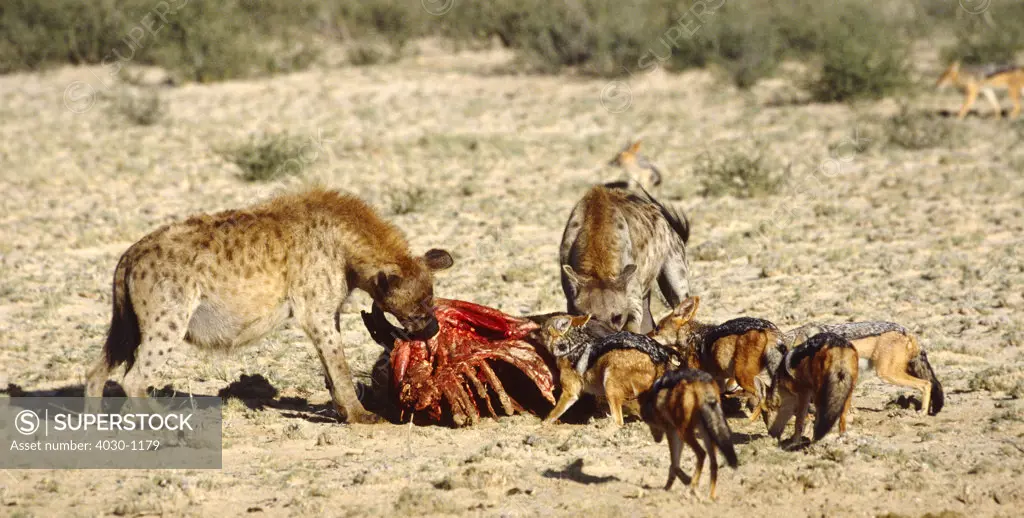 Spotted Hyenas Eating Carcass, Kgalagadi Transfrontier Park, South Africa