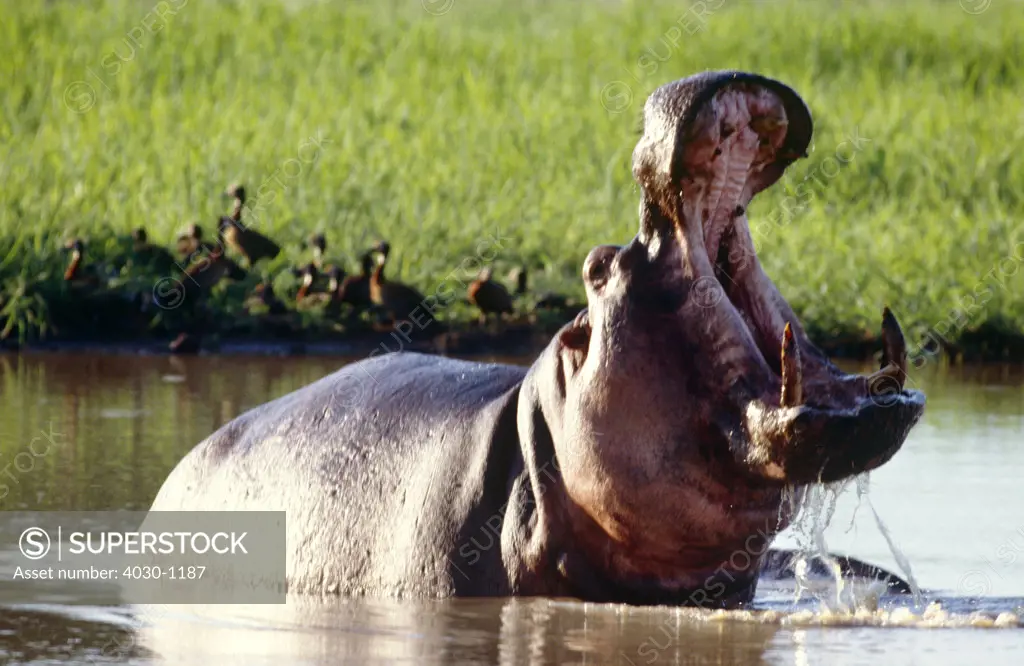 Yawning Hippopotamus, South Africa