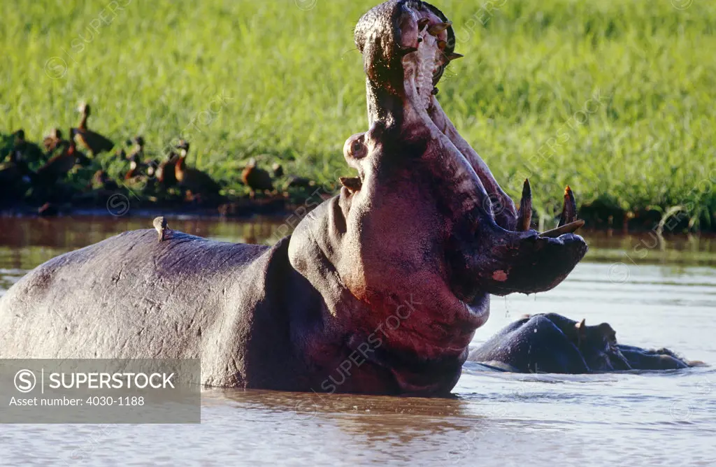 Yawning Hippopotamus, South Africa