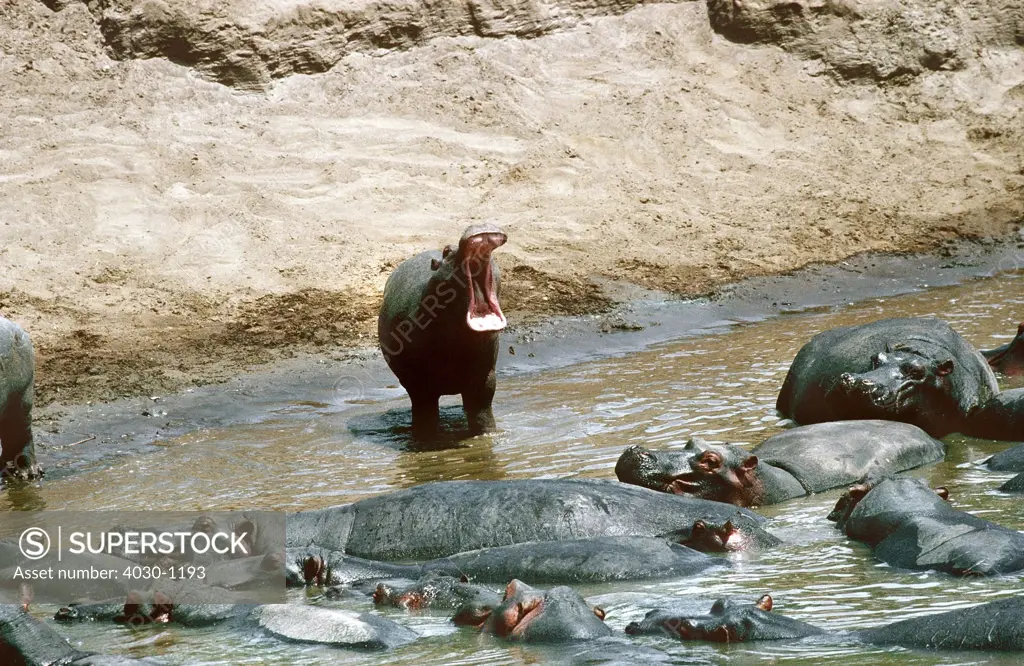 Hippopotamuses Bathing, South Africa