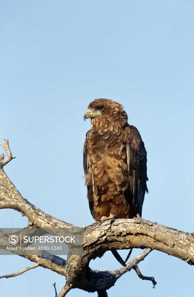 Steppe Eagle, South Africa