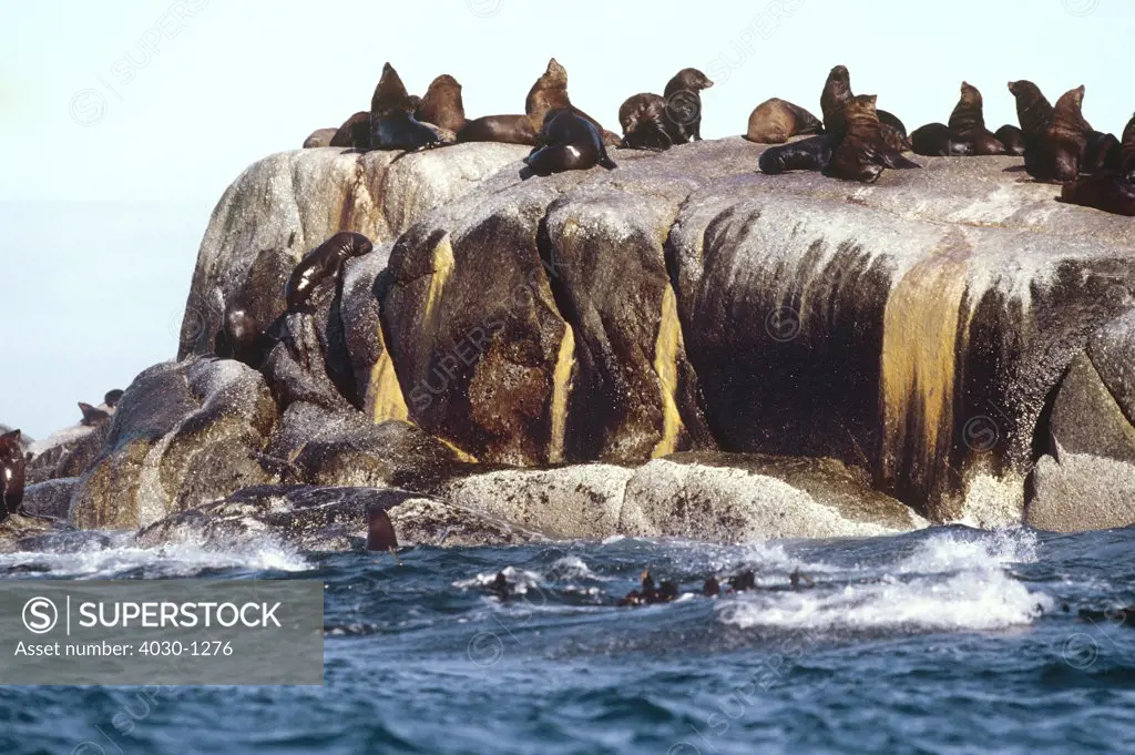 Seals on Rock, Western Cape, South Africa