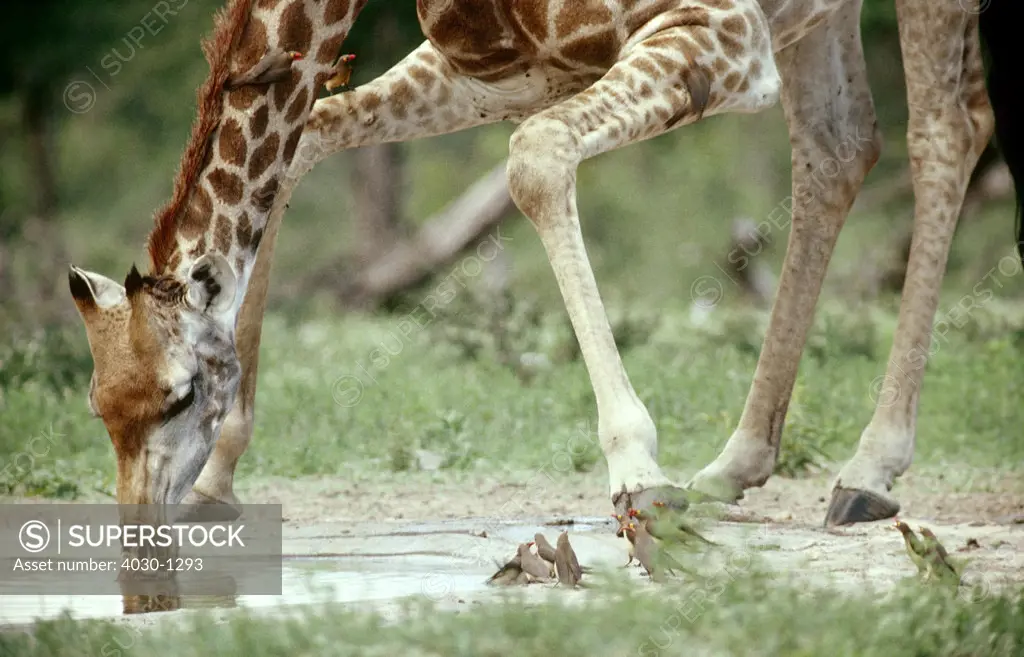 Giraffe Drinking from River, Kgalagadi Transfrontier Park, South Africa