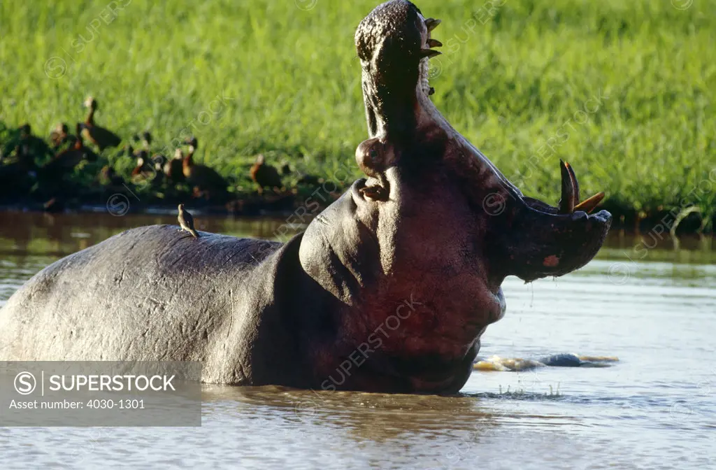 Hippopotamus Yawning, South Africa