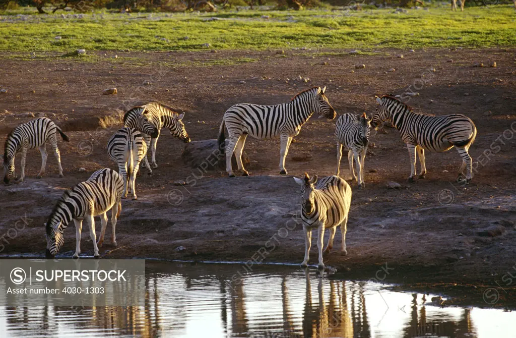Zebras by River, South Africa