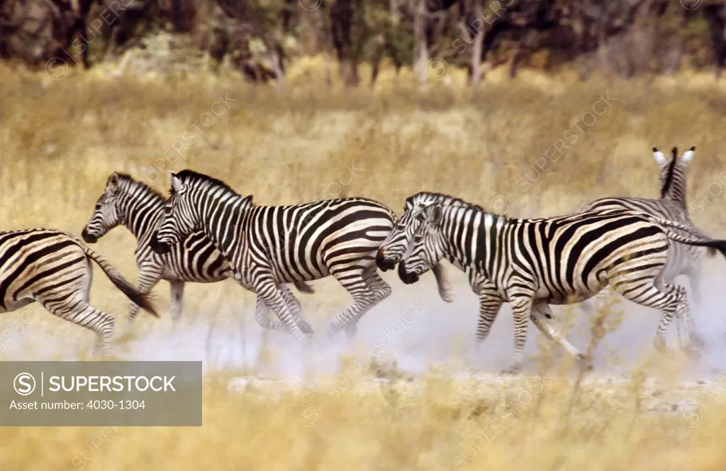 Burchells Zebra Galloping, South Africa