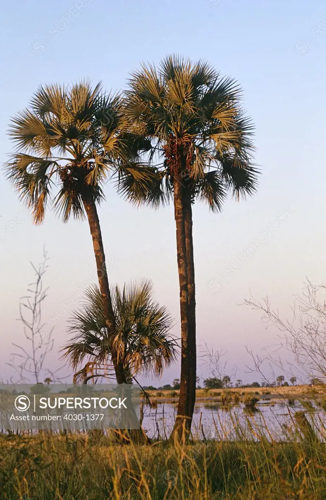 Palm Trees by lake, Owamboland, Namibia, Africa by Lake
