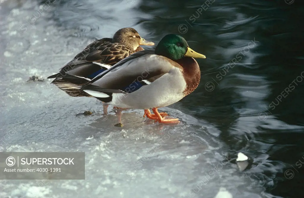 Mallard Ducks on Ice, North America