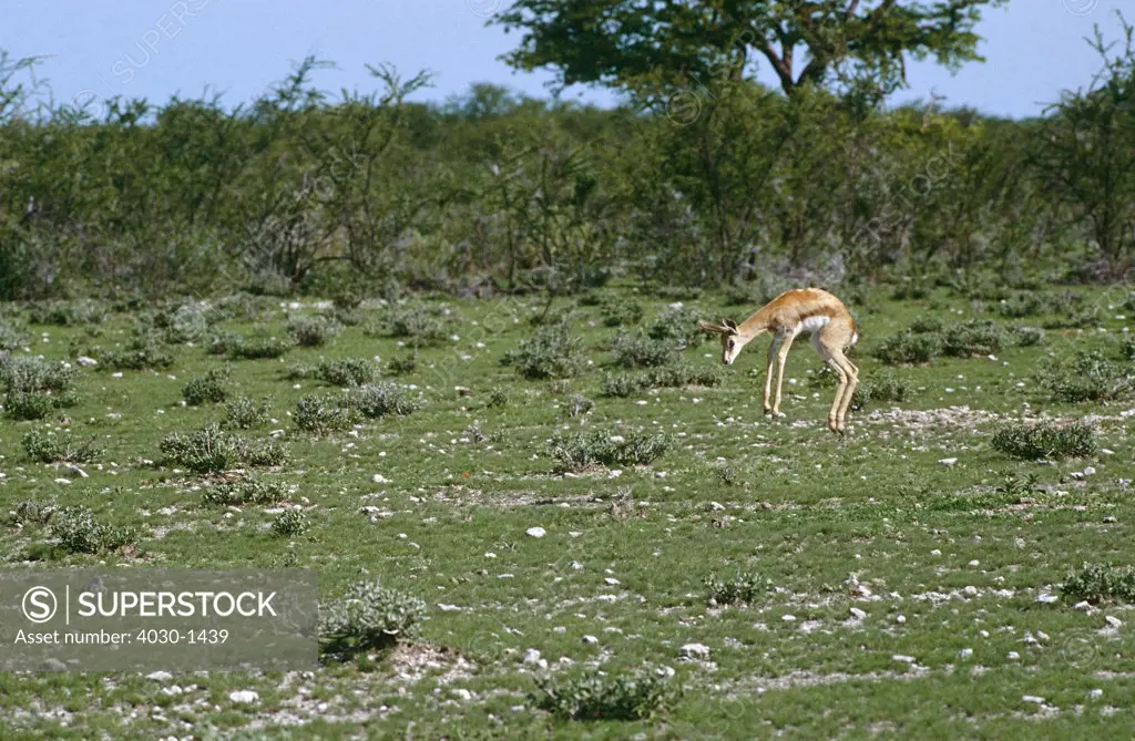 Springbok jumping in Grassland, South Africa