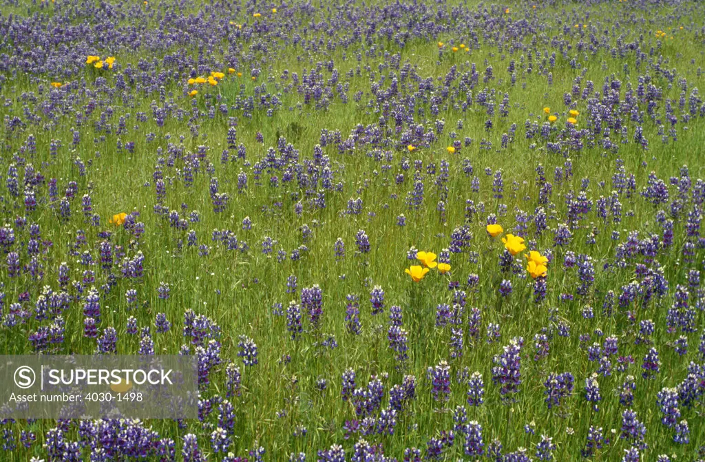 Flowers in Field, Napa Valley, California, North America