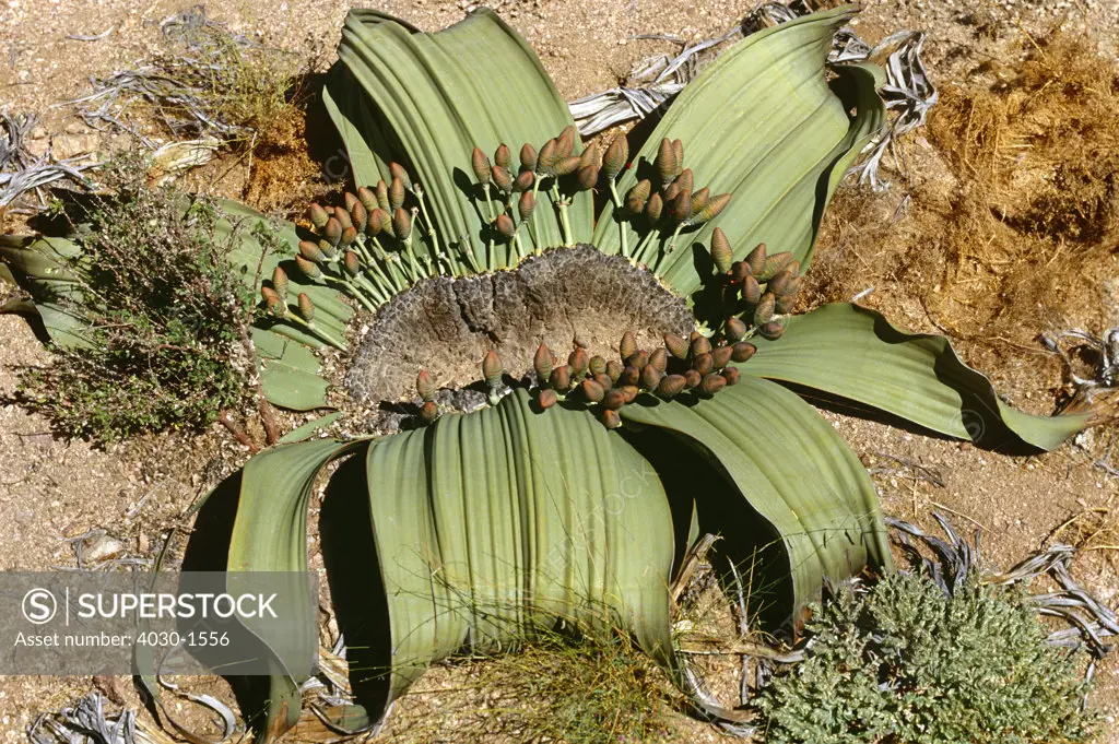 Welwitschia Mirabilis Plant, Namibia, Africa