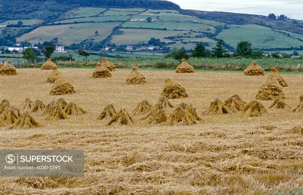 Haystacks in Field, County Offaly, Ireland