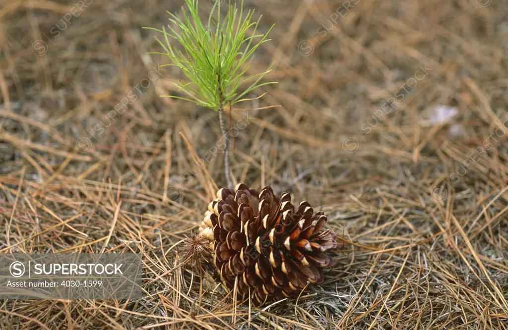 Pine Cone and Sapling, Cecilia Forest, Cape Town, South Africa