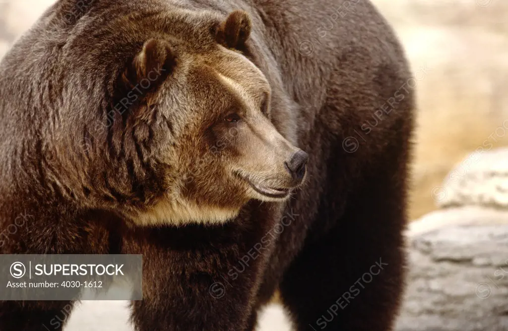 Brown Bear, North America