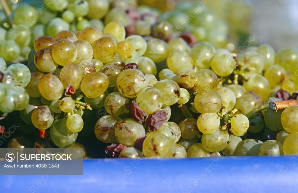 White Grapes, Wine Route, South Africa