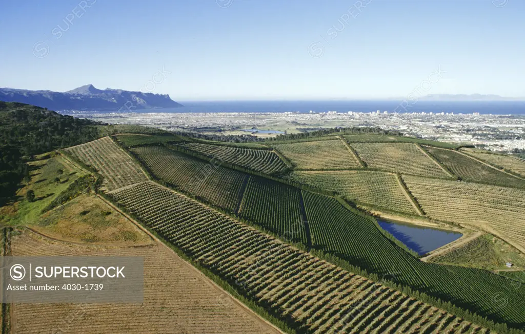 Vineyards, Somerset West, South Africa
