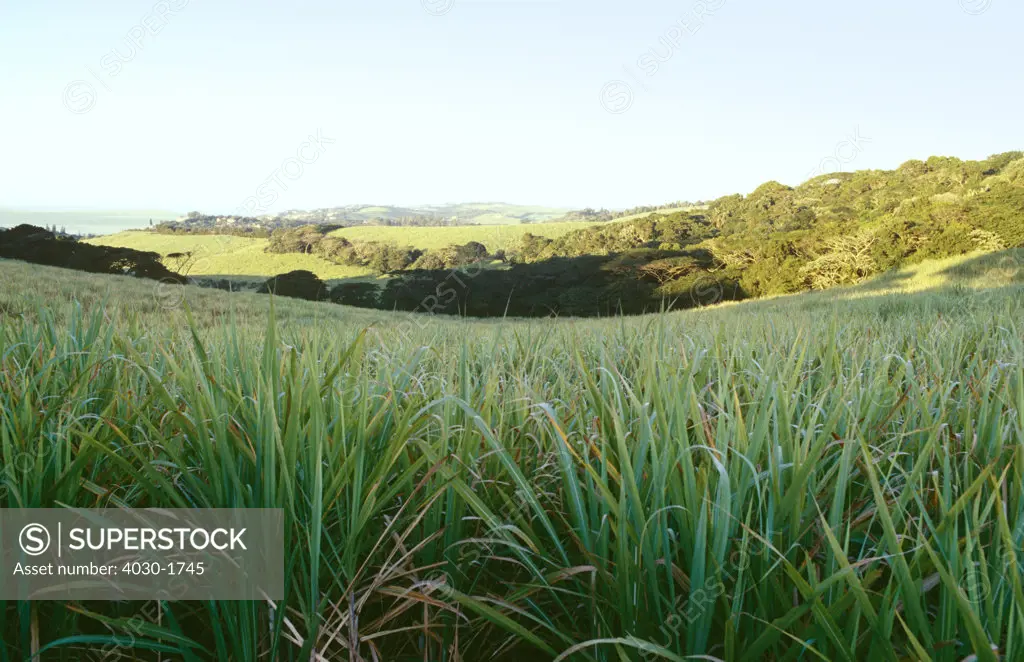 Sugarcane Plantation, KwaZulu Natal, South Africa