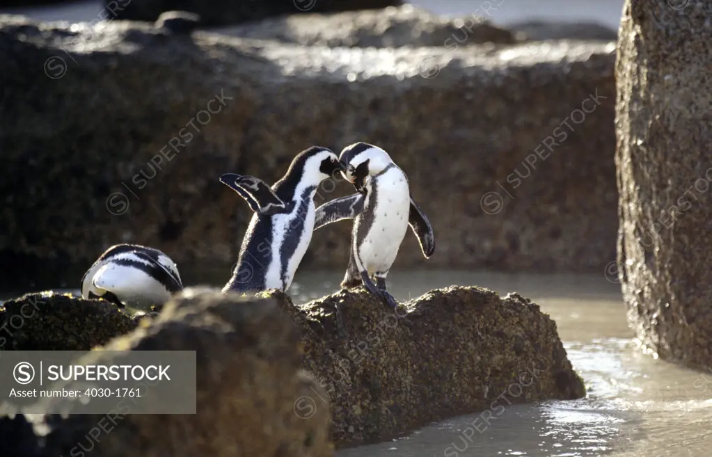 African Penguins, Boulders Beach, Cape Town, South Africa