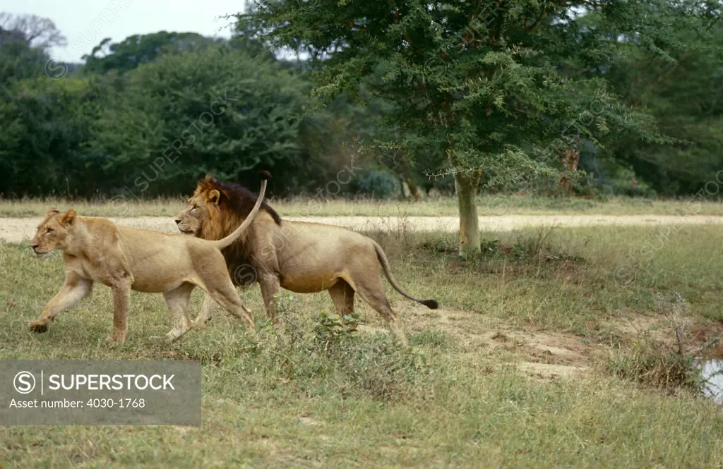 Lions, South Africa