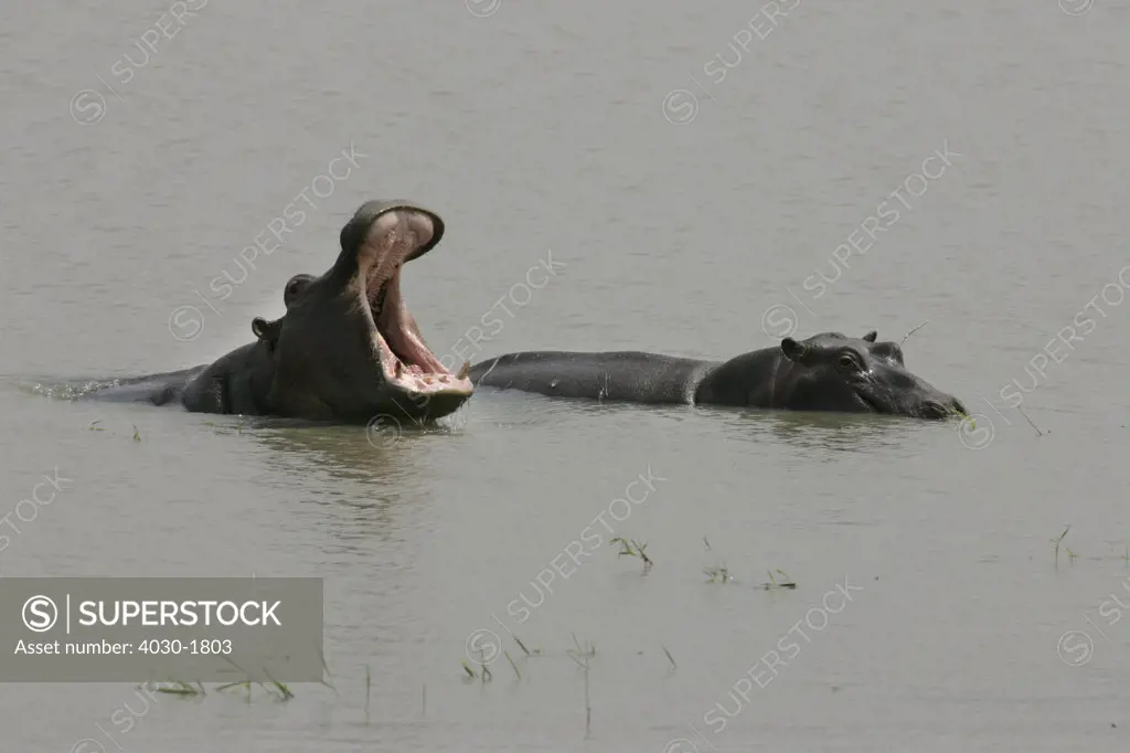 Yawning Hippo, Chitwa Chitwa Private Game Lodge, Nothern Sabi sand Game Reserve, Mpumalanga, South Africa, Africa