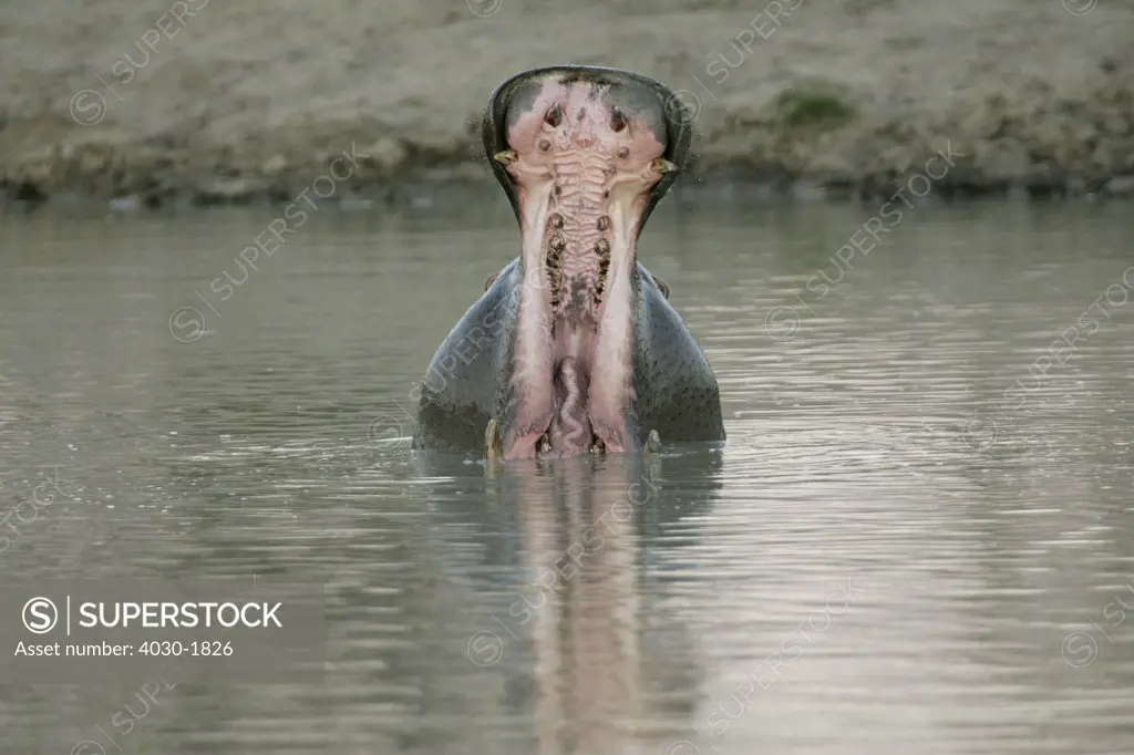 Yawning Hippopotamus, Elephant Plains, Sabi Sabi, Greater Kruger National Park, Mpumalanga, South Africa, Africa