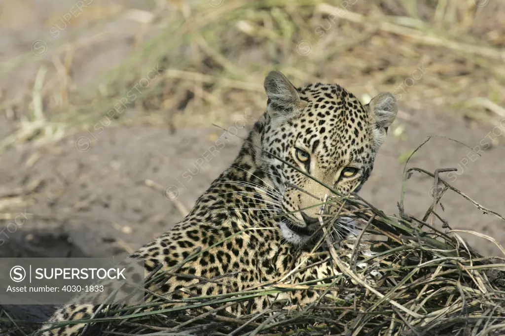 Leopard, Elephant Plains, Sabi Sabi, Greater Kruger National Park, Mpumalanga, South Africa, Africa