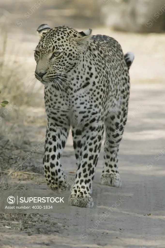 Leopard, Elephant Plains, Sabi Sabi, Greater Kruger National Park, Mpumalanga, South Africa, Africa
