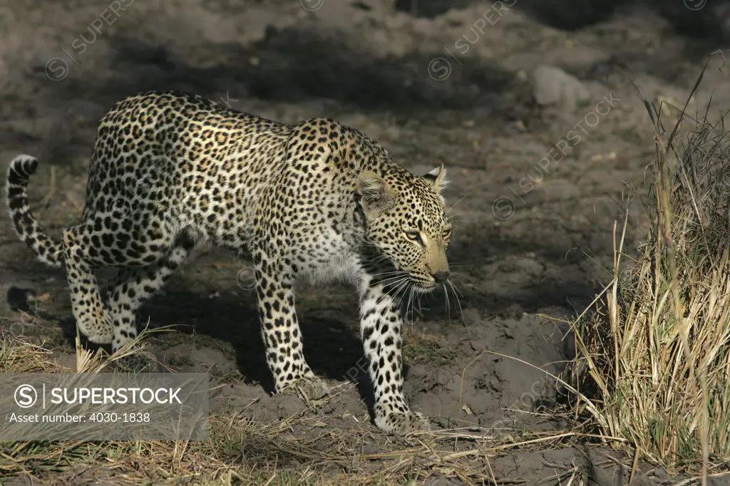 Stalking Leopard, Elephant Plains, Sabi Sabi, Greater Kruger National Park, Mpumalanga, South Africa, Africa