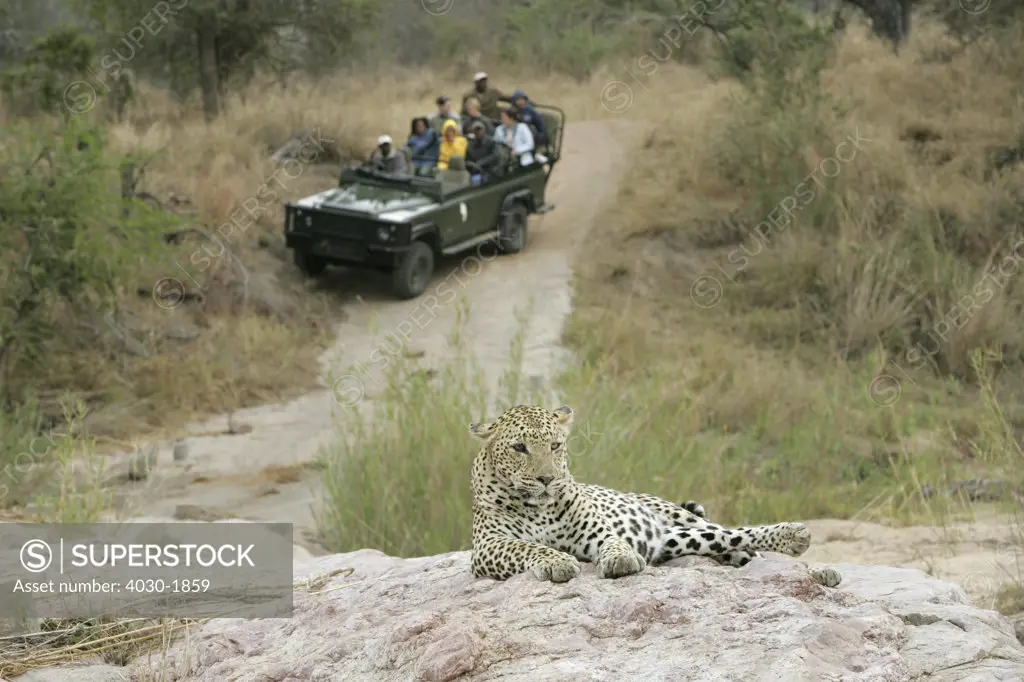 Tourists viewing Leopard, Kirkmans Camp Safari Lodge, Mala Mala, Kruger National Park, South Africa, Africa