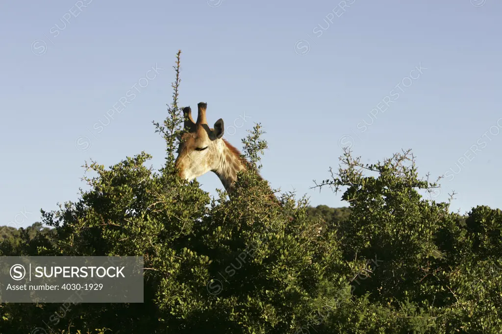 Giraffe, Shamwari Eagles Crag Private Safari Lodge, Eastern Cape, South Africa, Africa