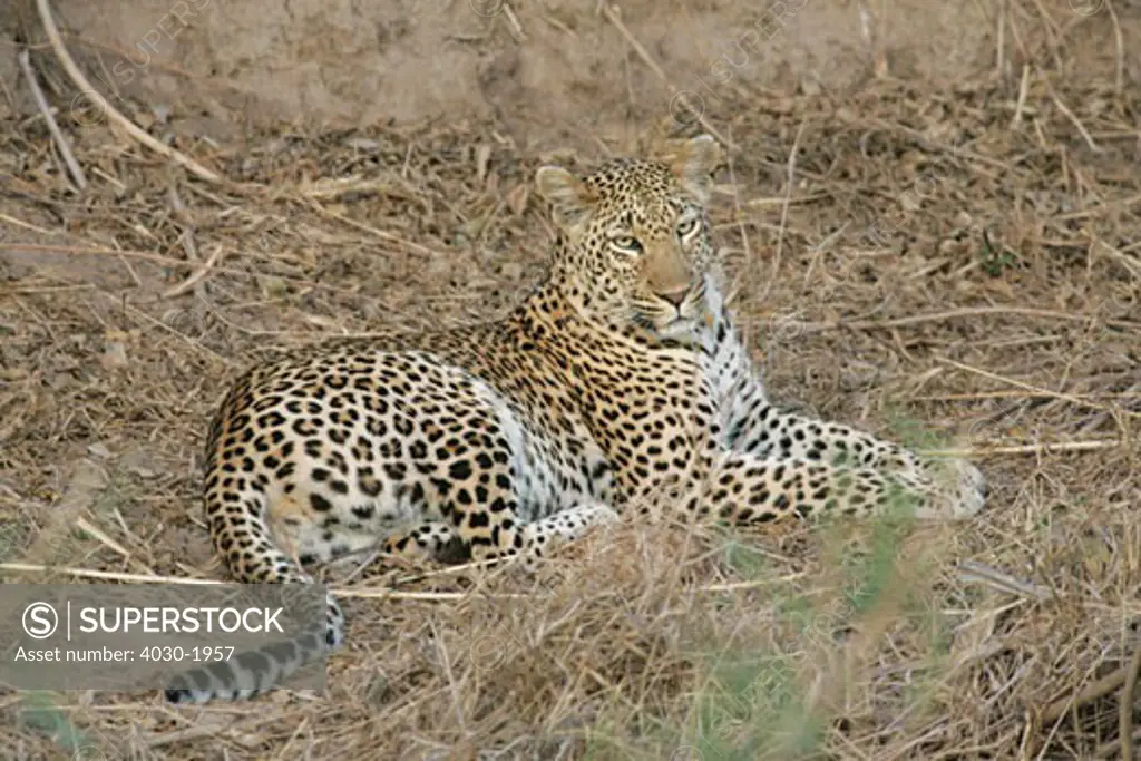 Leopard, Singita Private Safari Lodge, Boulders Lodge, Sabi Sands, Sabi Sabi, Greater Kruger National Park, Mpumalanga, South Africa, Africa