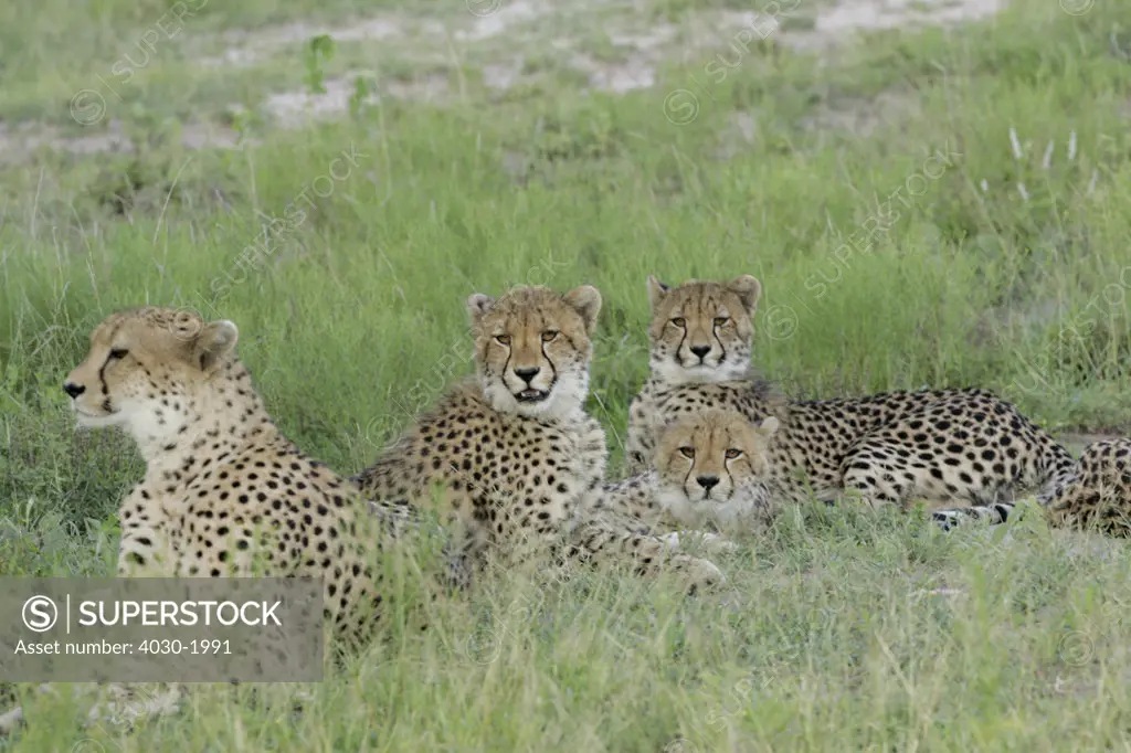 Leopards, Tinga Legends Game Lodge, Kruger National Park, South Africa, Africa